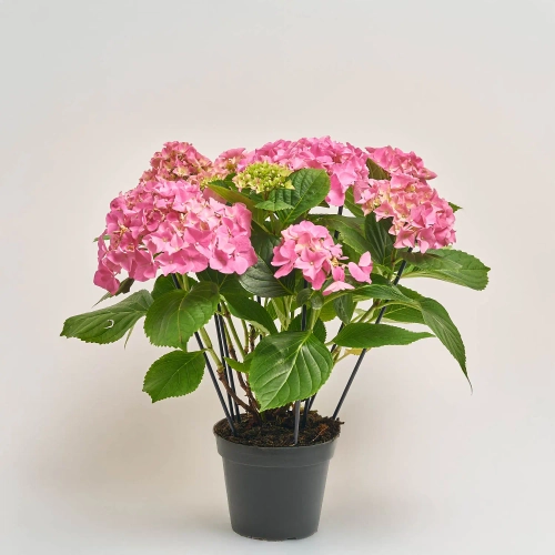Гортензія рожева 8ст., артикул: 39267 Зображення товару Гортензія рожева 8ст., артикул: 39267