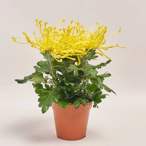 Хризантема Файерворкс жовта, артикул: 20745 Зображення товару Хризантема Файерворкс жовта, артикул: 20745