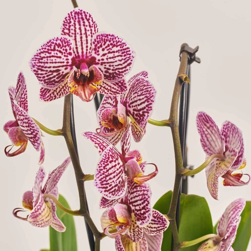 Зображення товару Фаленопсис каскад 2ст. мікс, артикул: 18513