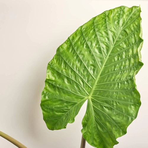 Зображення товару Алоказія, артикул: 50431