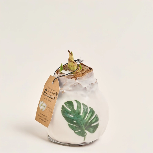 Амариліс "Ботанікал мікс" у воску, артикул: 52674 Зображення товару Амариліс "Ботанікал мікс" у воску, артикул: 52674