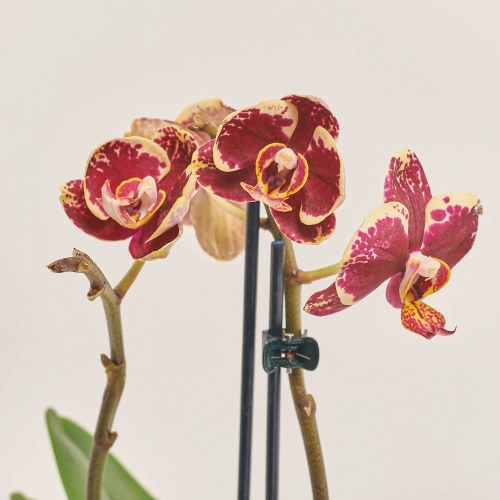 Зображення товару Фаленопсис Мф 2ст. в кер, артикул: 38133