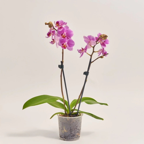 Зображення товару Фаленопсис мультифлора 1/2ст. мікс, артикул: 53124