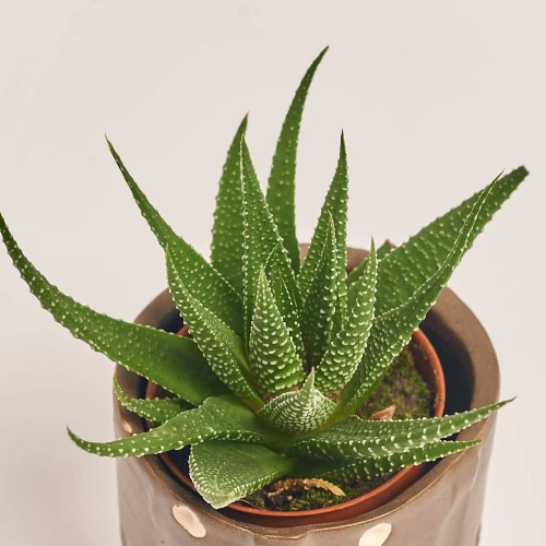 Зображення товару Сукулент мікс в кер., артикул: 30451