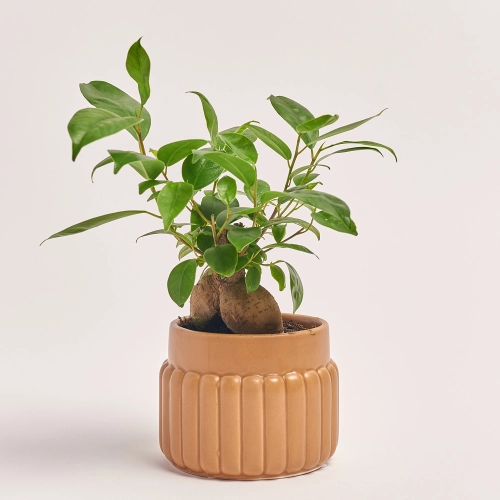 Фікус мікрокарпа Гінсенг, артикул: 21796 Зображення товару Фікус мікрокарпа Гінсенг, артикул: 21796