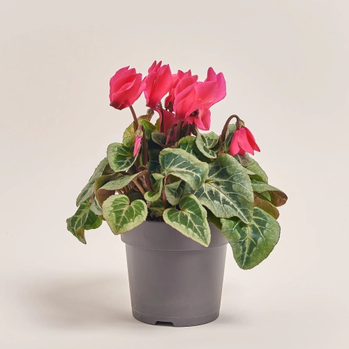 Зображення товару Цикламен Супер Макро, артикул: 44085