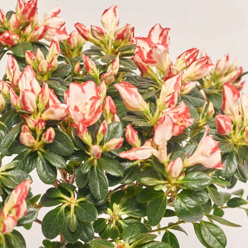 Зображення товару Азалія Сачсенстер штамбова, артикул: 37196