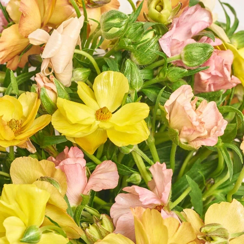 Зображення товару Букет 25 Ранункулюсів Батерфляй Мікс F687, артикул: 57557