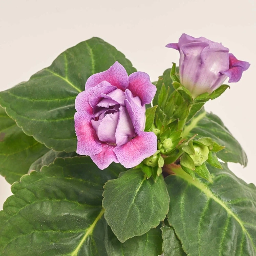 Зображення товару Глоксинія Соната мікс, артикул: 24651