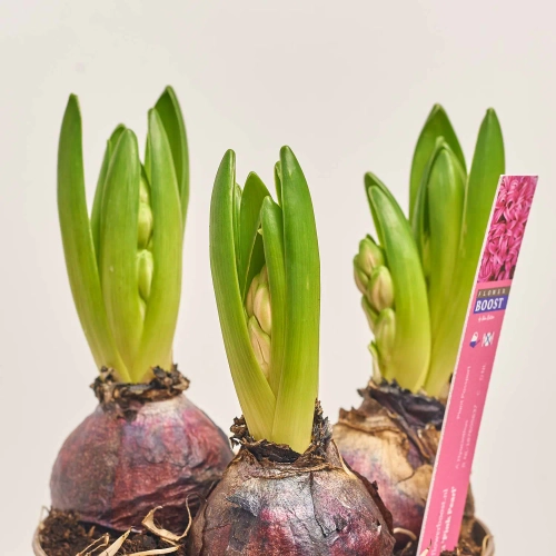 Гіацинт мікс, артикул: 1214 Зображення товару Гіацинт мікс, артикул: 1214