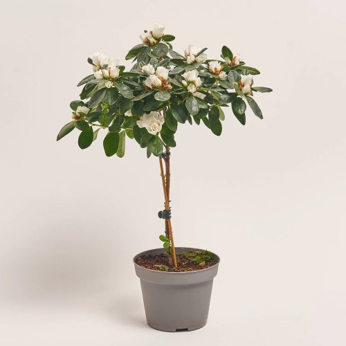 Зображення товару Азалія мікс штам, артикул: 24758