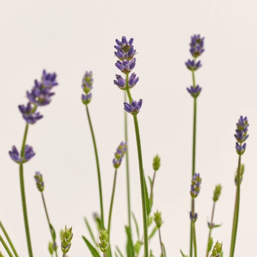 Зображення товару Лаванда Анук Ессенс Парпл, артикул: 57316