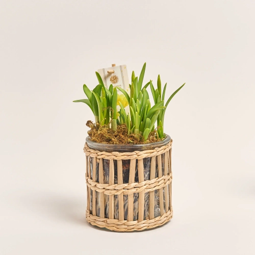 Зображення товару Нарцис Тет-а-Тет у склі, артикул: 56675