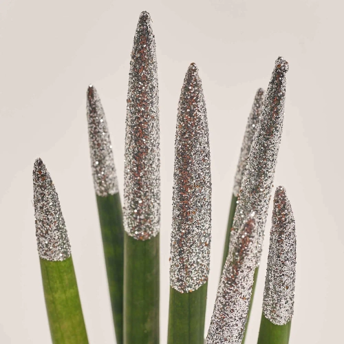 Зображення товару Сансевієрія Циліндріка гліттер в кер., артикул: 10110