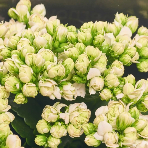 Зображення товару Каланхоє Супернова Пінкіш Вайт Decorum, артикул: 57222