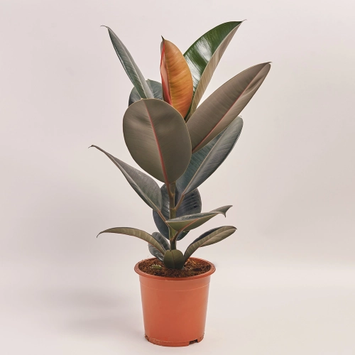 Фікус ел Абіджан, артикул: 42503 Зображення товару Фікус ел Абіджан, артикул: 42503