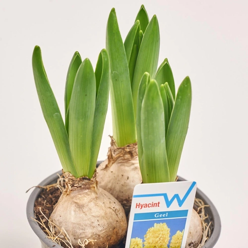 Гіацинт жовтий, артикул: 56059 Зображення товару Гіацинт жовтий, артикул: 56059