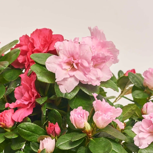 Зображення товару Азалія мікс, артикул: 24201