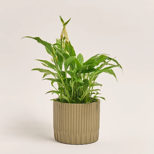 Спатифіллум Шопен в кер., артикул: 52478 Зображення товару Спатифіллум Шопен в кер., артикул: 52478