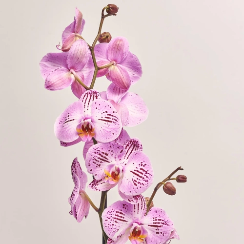 Зображення товару Фаленопсис 1ст. мікс, артикул: 25274