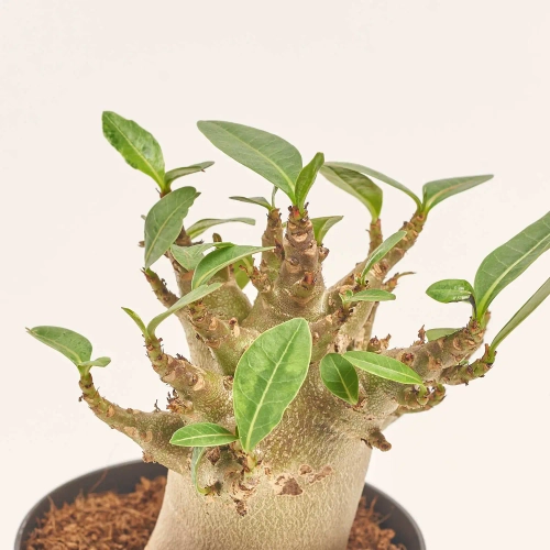 Зображення товару Аденiум Баобаб, артикул: 57007