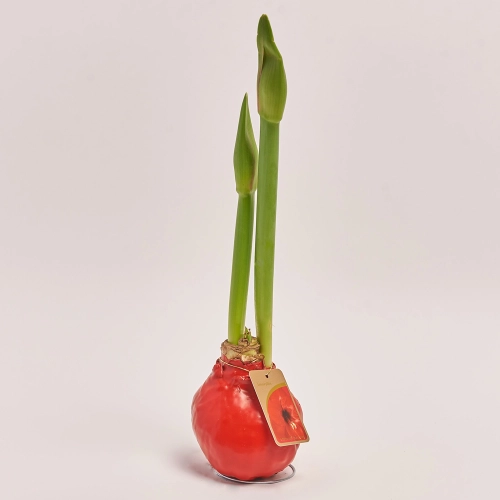 Амариліс у воску, артикул: 43564 Зображення товару Амариліс у воску, артикул: 43564