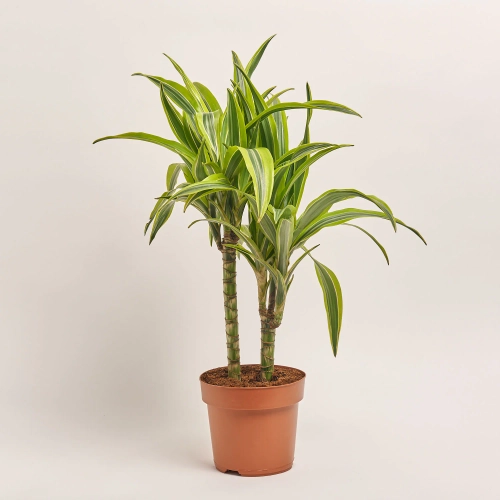 Драцена Лемон Лайм 2ст., артикул: 18140 Зображення товару Драцена Лемон Лайм 2ст., артикул: 18140