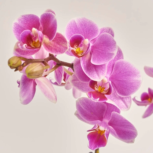 Фаленопсис 2ст. мікс, артикул: 18519 Зображення товару Фаленопсис 2ст. мікс, артикул: 18519