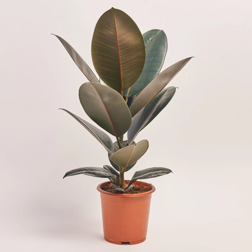 Фікус ел мікс 1ст., артикул: 40808 Зображення товару Фікус ел мікс 1ст., артикул: 40808