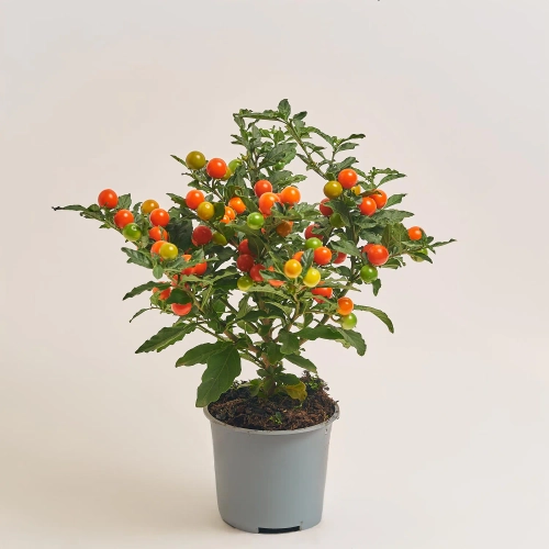 Зображення товару Соланум псевдокапсікум, артикул: 1399