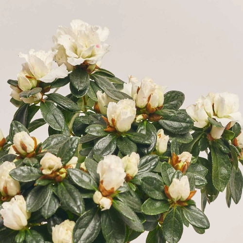 Азалія мікс штам, артикул: 24758 Зображення товару Азалія мікс штам, артикул: 24758