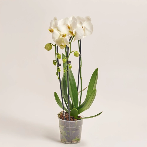 Зображення товару Фаленопсис каскад 2ст. мікс, артикул: 18513