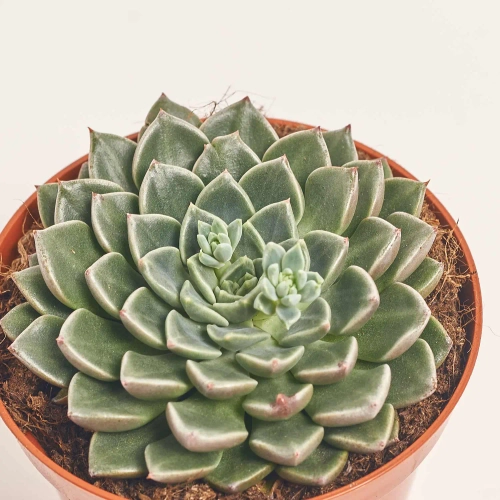 Зображення товару Ехеверія мікс, артикул: 33840