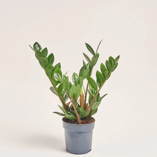 Зображення товару Заміокулькас Ліма 5ст., артикул: 57469