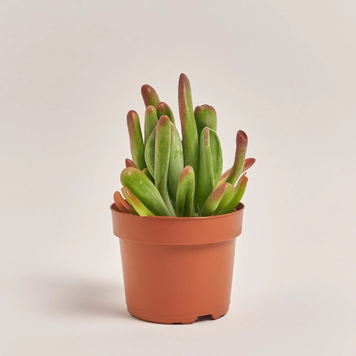 Зображення товару Сукулент мікс, артикул: 2084