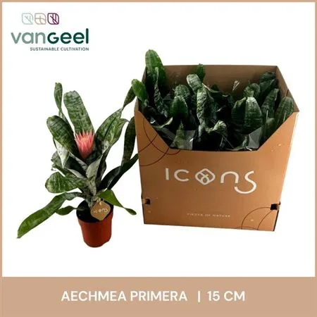 Зображення товару Ехмея Прімера, артикул: 55537