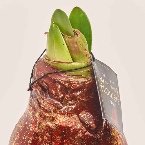 Зображення товару Амариліс "Галаксі Поларіс" у воску, артикул: 53631