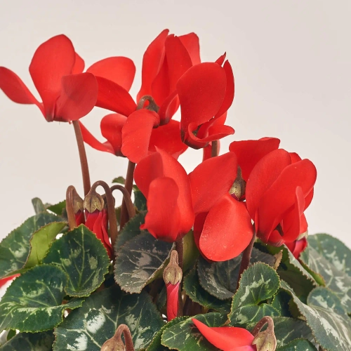 Зображення товару Цикламен Супер Рембренд мікс, артикул: 51018