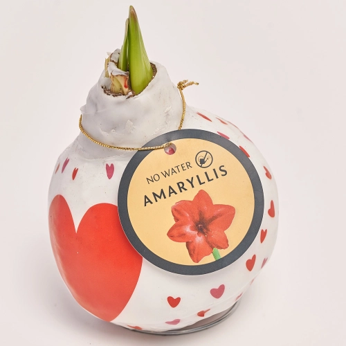 Амариліс у воску серце, артикул: 45320 Зображення товару Амариліс у воску серце, артикул: 45320