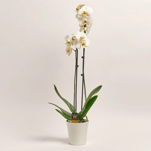 Фаленопсис та Кашпо Сет 225, артикул: 53726 Зображення товару Фаленопсис та Кашпо Сет 225, артикул: 53726