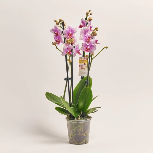 Фаленопсис "Ротердам" 3ст., артикул: 53105 Зображення товару Фаленопсис "Ротердам" 3ст., артикул: 53105
