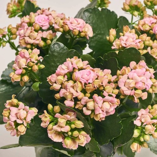 Зображення товару Каланхоє мікс, артикул: 1243