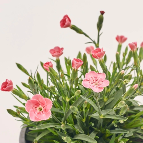 Зображення товару Діантус Піч Паті, артикул: 56684