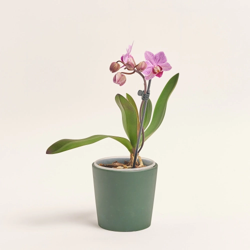 Зображення товару Фаленопсис міні 1ст. в кер., артикул: 50231