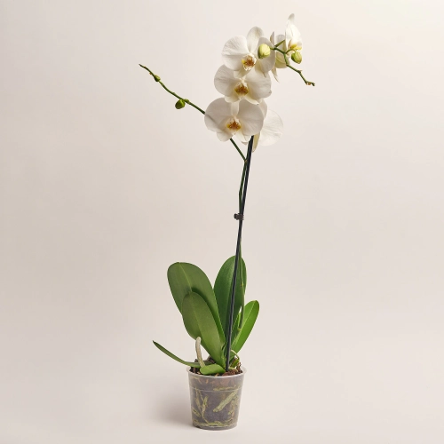 Зображення товару Фаленопсис 1ст. мікс, артикул: 18850