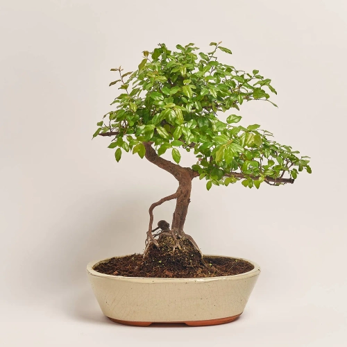 Бонсай в кер., артикул: 52984 Зображення товару Бонсай в кер., артикул: 52984