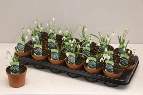 Зображення товару Галантус, артикул: 56335