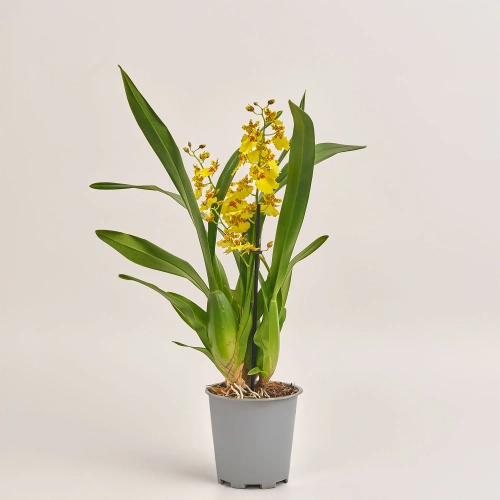 Онцидіум 2ст. жовтий, артикул: 53754 Зображення товару Онцидіум 2ст. жовтий, артикул: 53754
