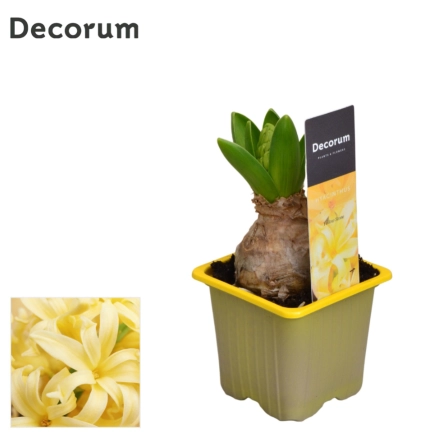 Зображення товару Гіацинт Єллоу Стоун, артикул: 55447