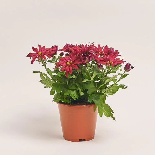 Хризантема Маргаріта, артикул: 37720 Зображення товару Хризантема Маргаріта, артикул: 37720